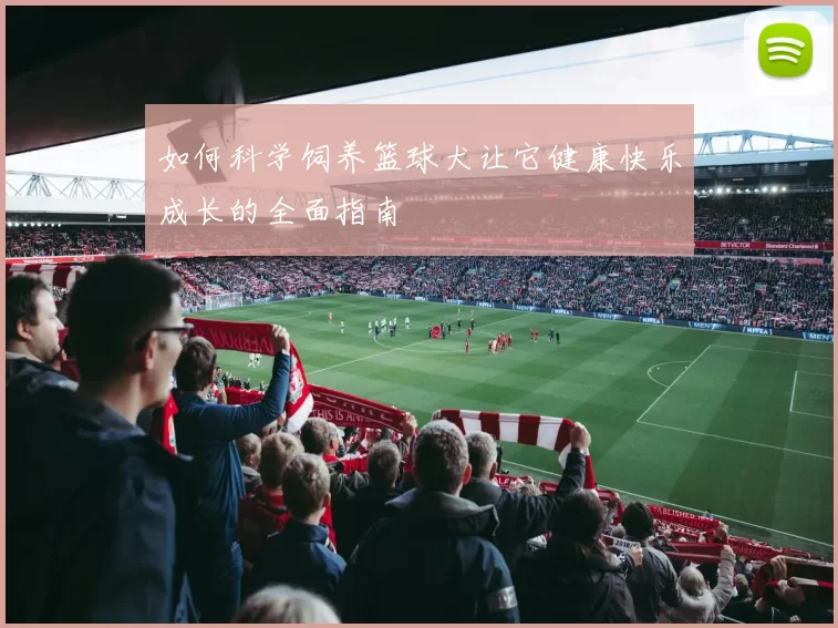如何科学饲养篮球犬让它健康快乐成长的全面指南